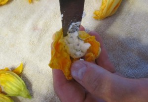 peynirli-kabak-çiçeği-dolması-nasıl-yapılır-2